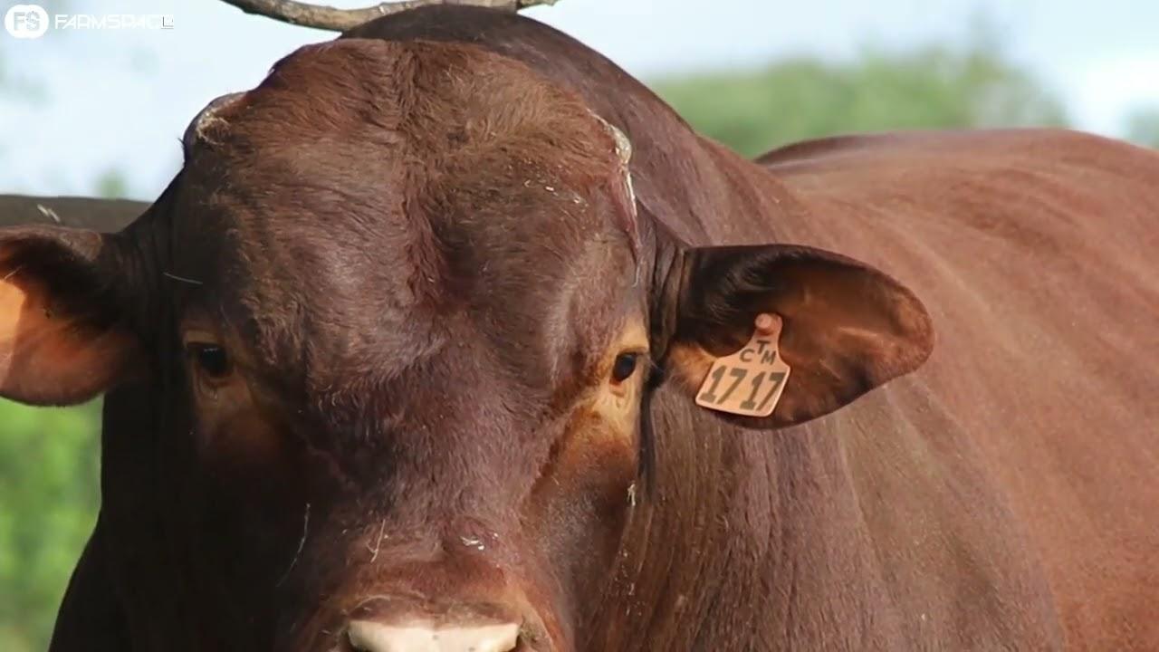 Gert vertel ons meer oor die Africa Droughtmasters Genetics Sale wat 20 Augustus 2022 plaasvind.