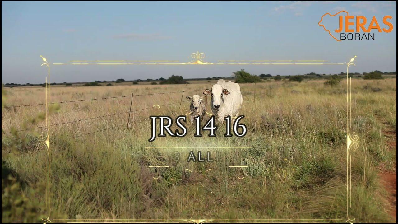 Jeras Alliance Boran Auction JRS 14 16