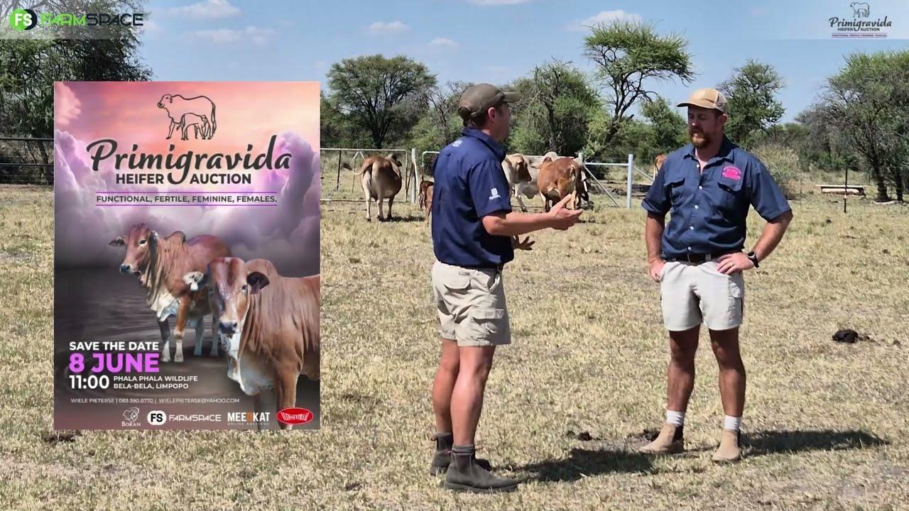 Ons gesels met Wiele Pieterse oor die Primigravida Veiling op 8 Junie 2024