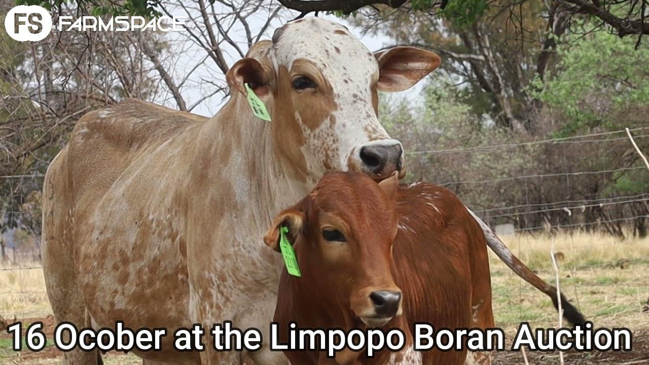 Turkana Boran presents JL 18 11, Lot 38 - Saturday 16 October at 11am in Bela Bela