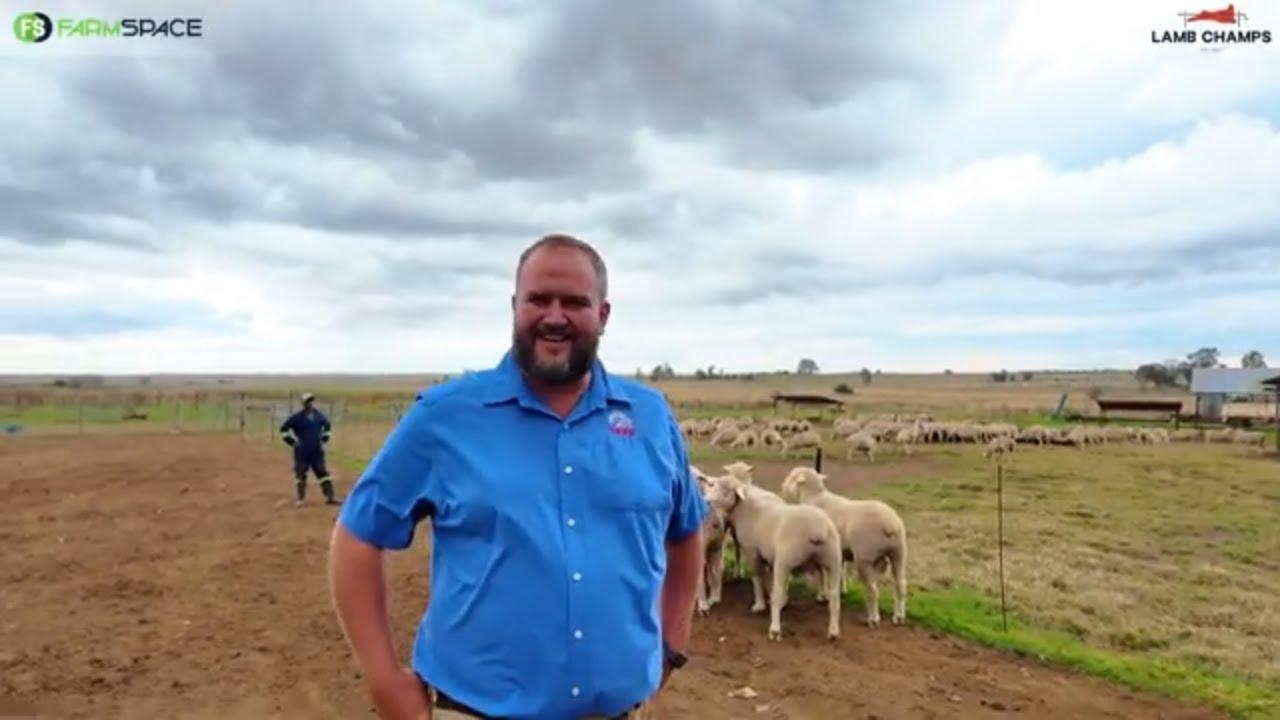Willie Geldenhuys skryf die jaar 'n Vleismerino in vir Lamb Champs 2026