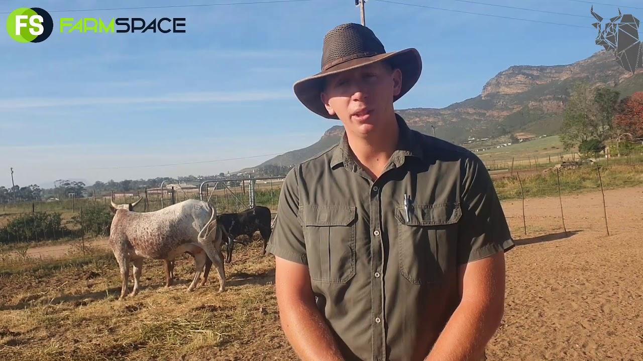 Eksteen Elite Nguni aanlyn veiling vind plaas 25 November 2020