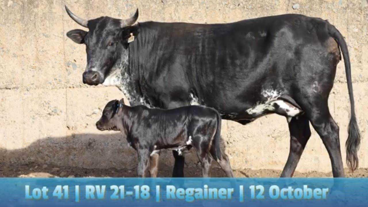 Lot 41 | RV 21-18 | Bushkloof Ngunis by die Nguni Regainer Veiling op 12 Oktober 2023