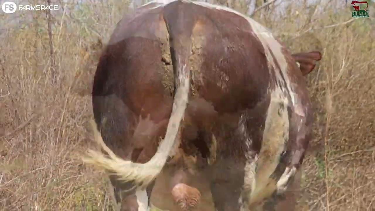 Lot 2 - NMS 19-37 op die Niemen Beef Shorthorn Veiling, 15 Oktober 2022.