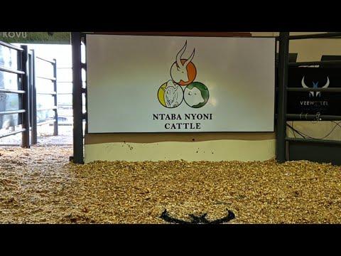 Ntaba Nyoni Auction live from Phala-Phala