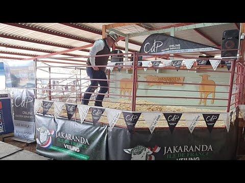 Jakaranda Ile de France Auction