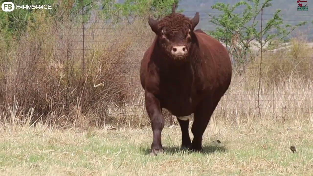 Lot 3 - NMS 20-26 op die Niemen Beef Shorthorn Veiling, 15 Oktober 2022.