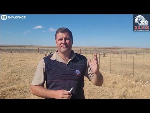 Ons gesels met Jan Vosloo & Andre Malherbe van SA Vleismerino oor hulle Nasionale Veiling, 3 Aug.