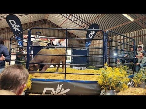 Durow Sussex & Droughtmaster 27ste Produksie Veiling
