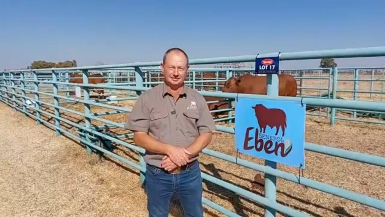 Bertie Pienaar (Eben Senepol) vertel ons hoekom hy met die Senepol boer - Senepol Nasionale Veiling.