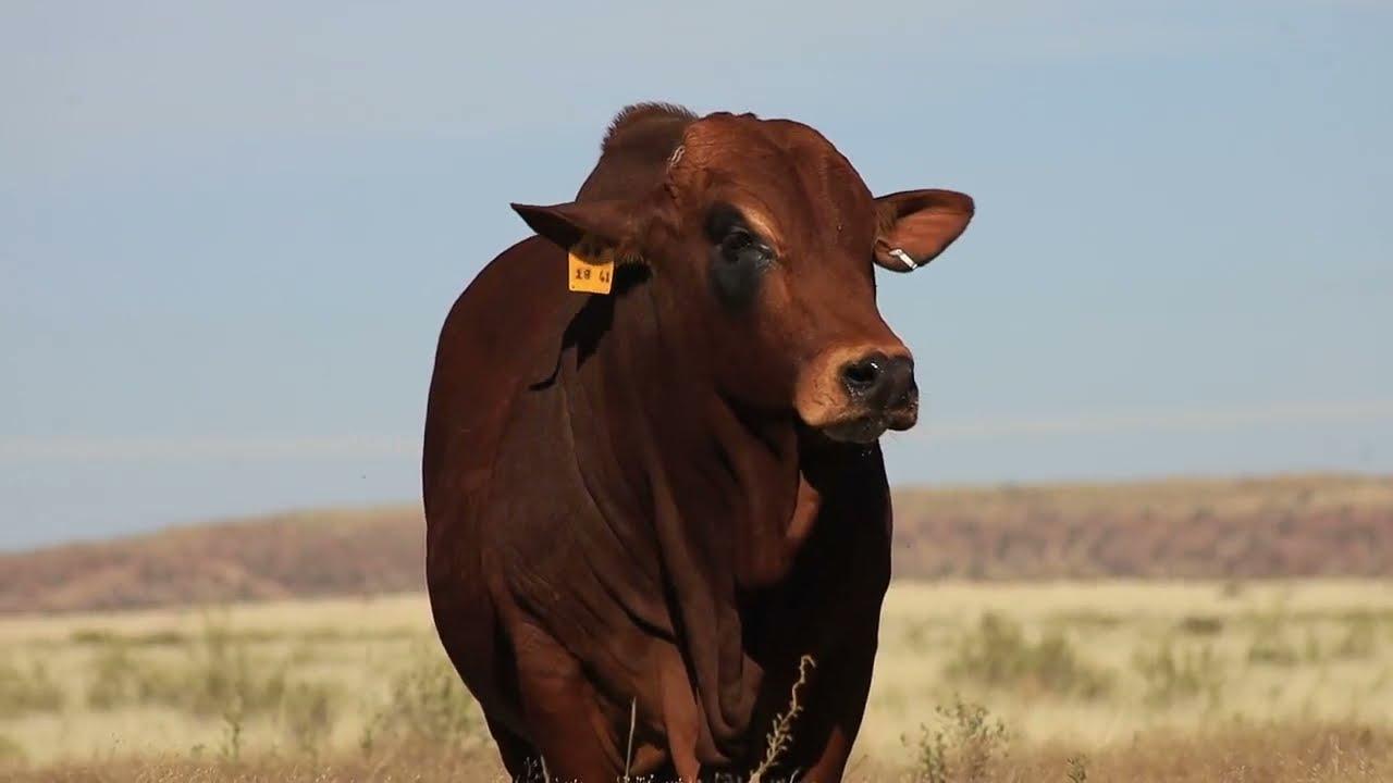 An early maturing bull with a lot of potential - Lot 58 at this year's Boran National 2021
