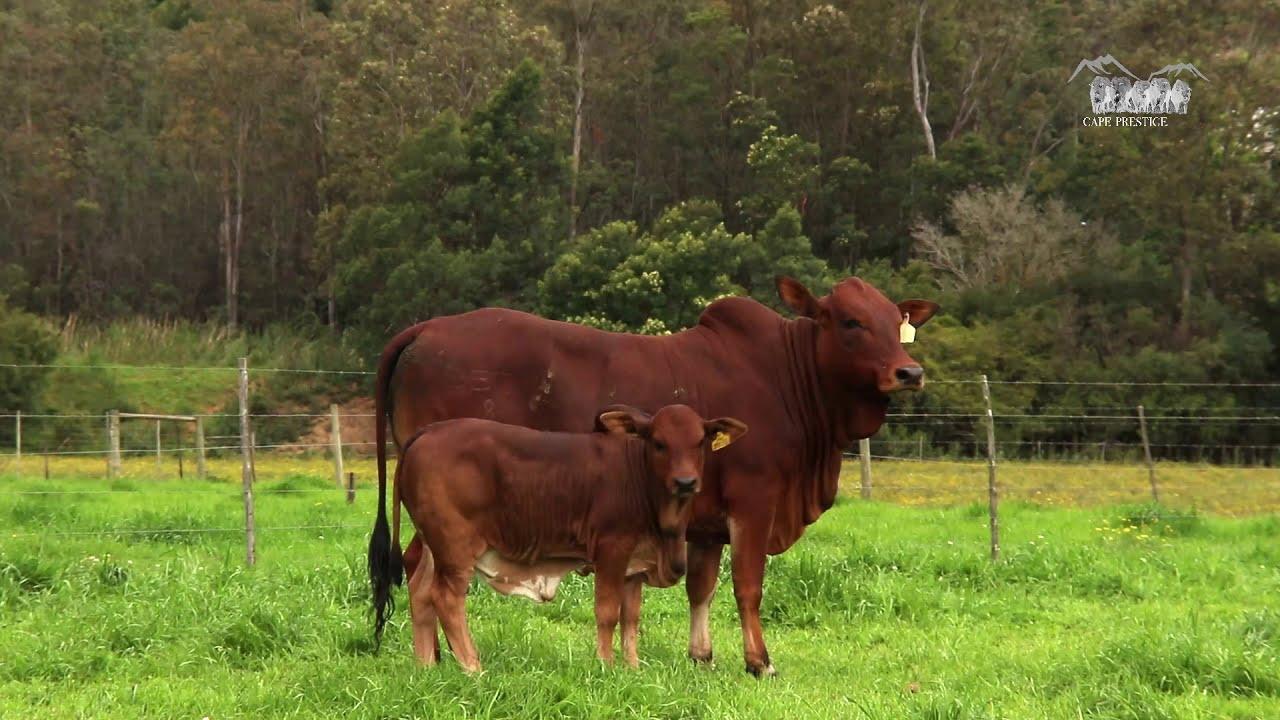 Prestige National Boran Lot 26 - HJ 12 46 - Shiraz
