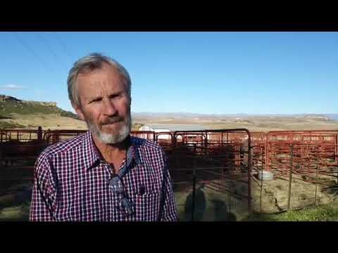 Simon Hughes from SHM Auctions - Brandwater Droughtmaster Auction 2020