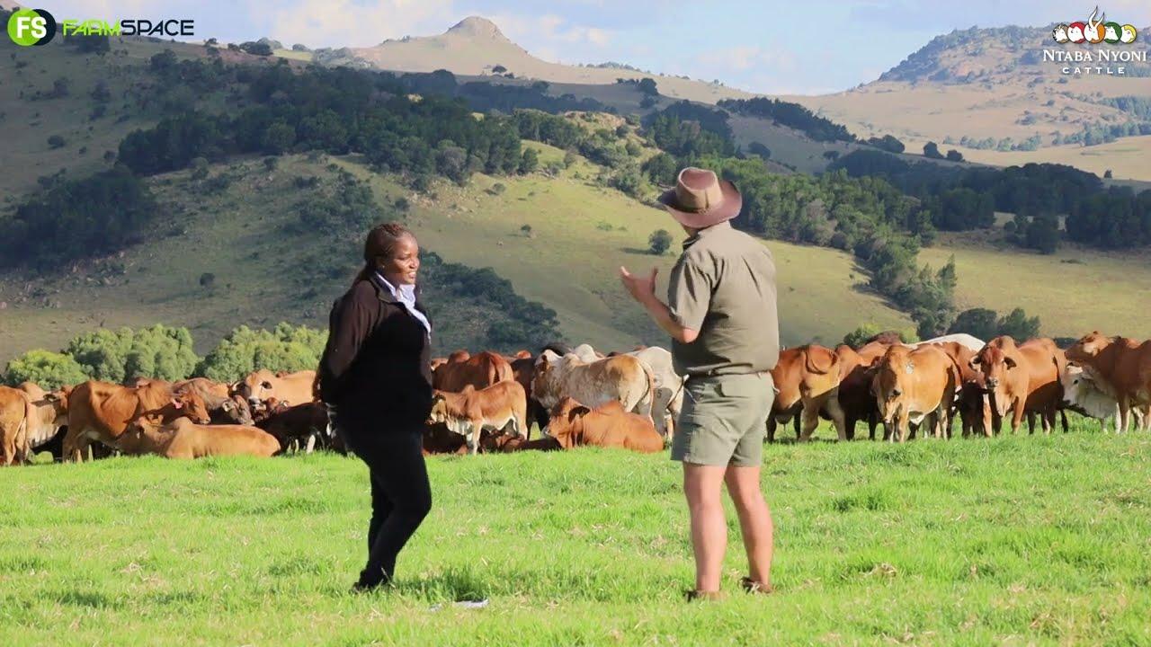 You can call her an expert! Jessica from Ntaba Nyoni Stud gives us an overview of the Boran line-up.
