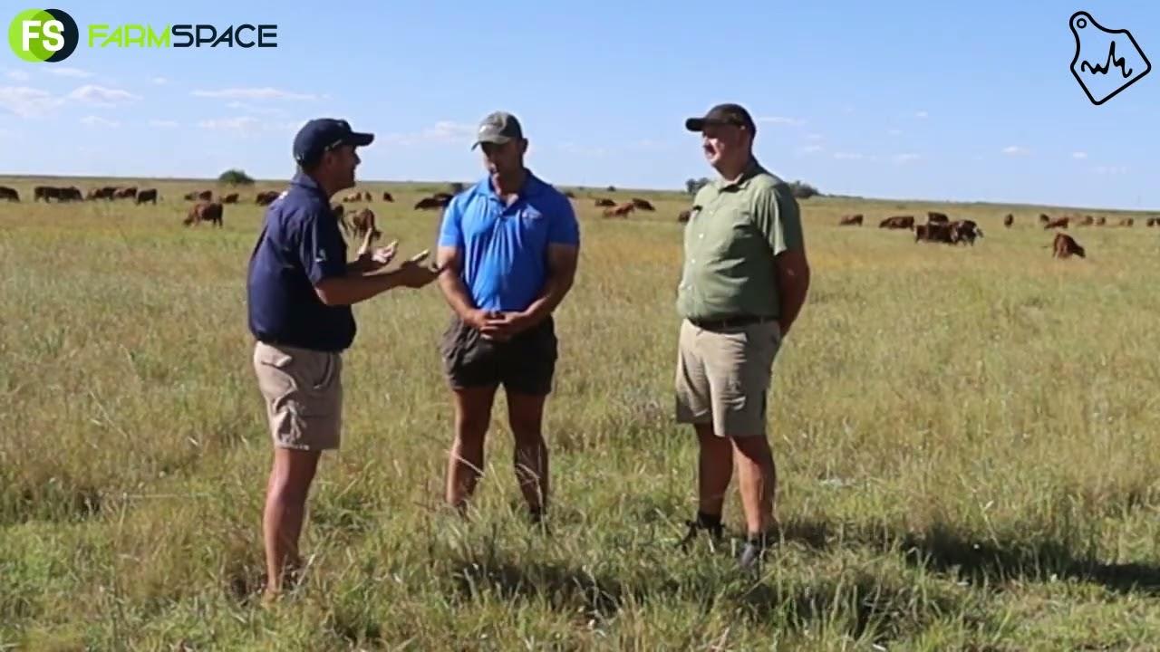 Maritz Nel White House Farming gesels oor die kwaliteit wat aangebied word by hul veiling.