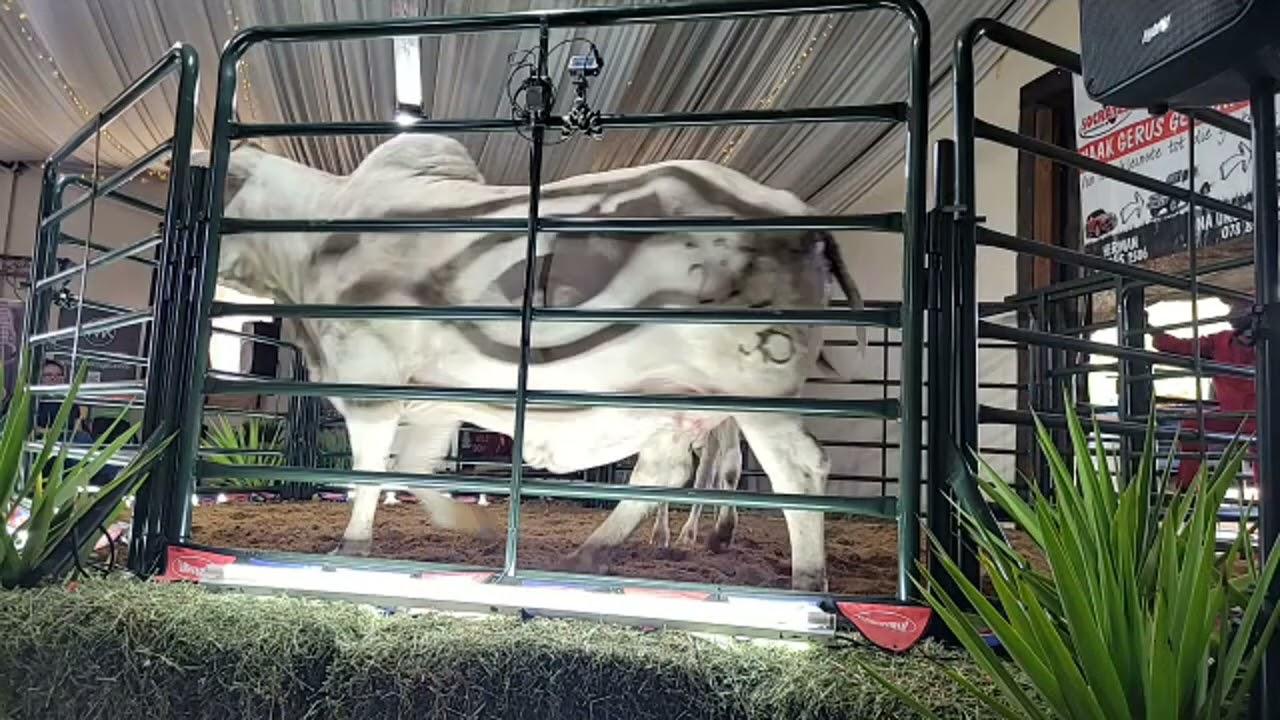 Stoffberg Boran Groep 4de Produksieveiling 2022.