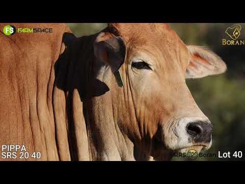 SRS 20-14 | SIRRS Borane | Road to the Boran National Auction | 15 July 2023