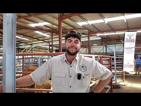 Otto van Zebu Borane by die Limpopo Prestige Boran Veiling 2023