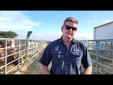 Tinus Havinga gesels met Christopher Havenga op die vooraand van die Cape Prestige Boran Auction.
