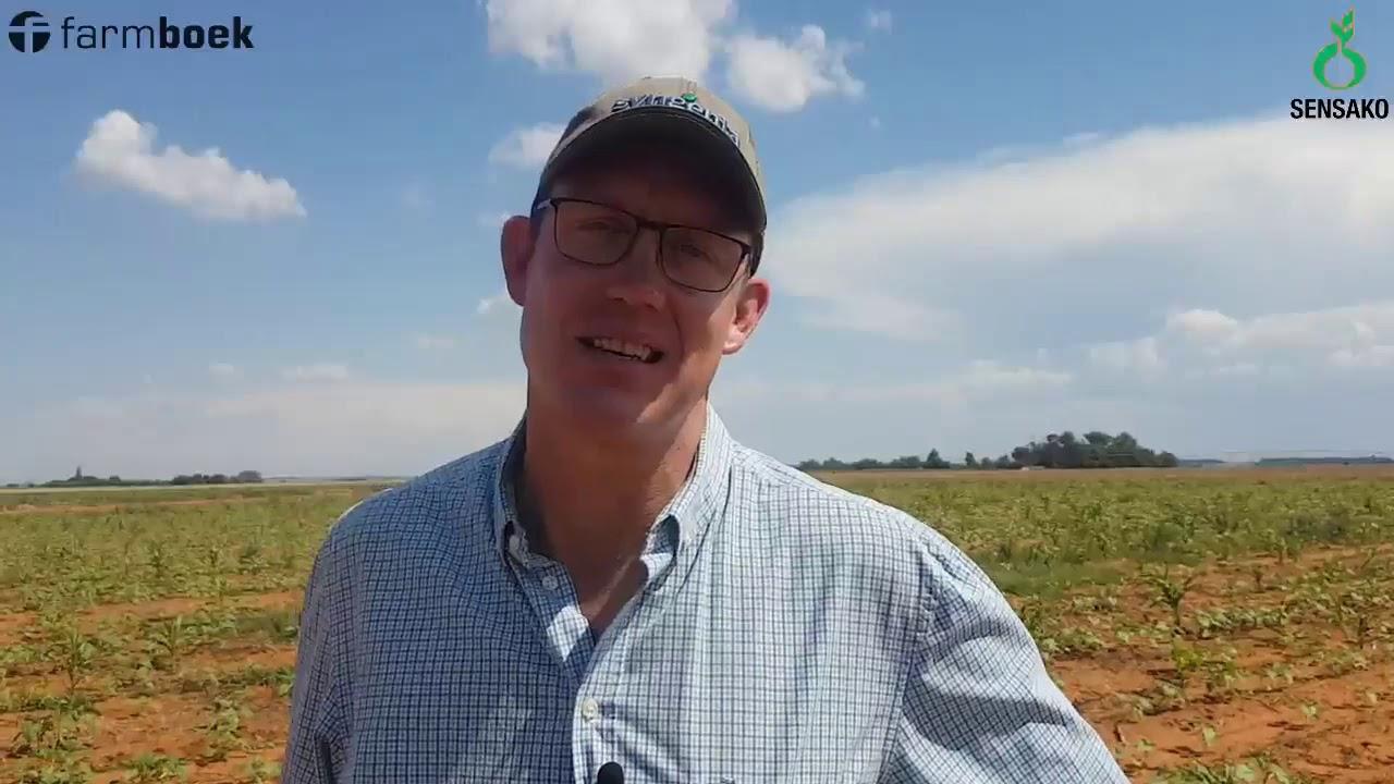 Sensako/Syngenta - Herbicides and Sunflowers