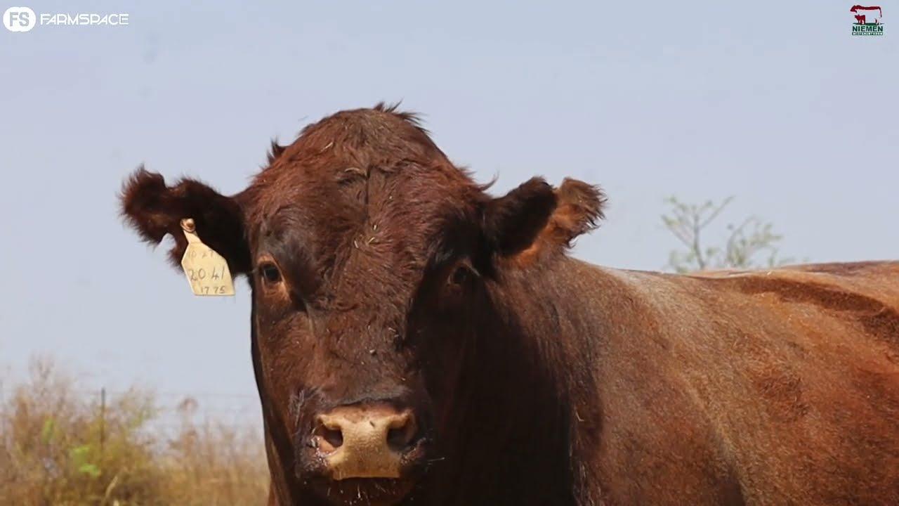 Lot 7 - NMS 20-41 op die Niemen Beef Shorthorn Veiling, 15 Oktober 2022.