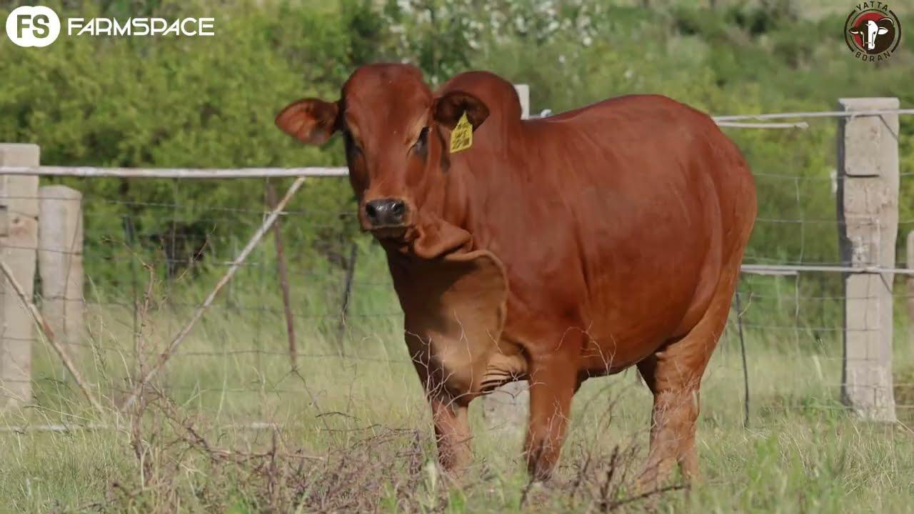 WS 20 100 is from a fertile cow with a TKP of 313 days. She is line bred & goes back 3 times to 2459