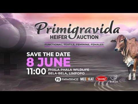 Primigravida Boran Heifer Auction