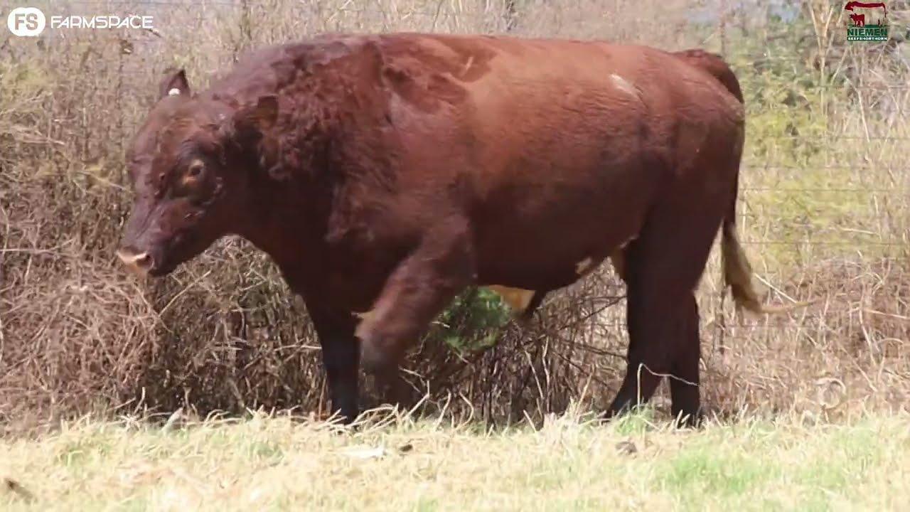 Lot 9 - NMS 19-64 op die Niemen Beef Shorthorn Veiling, 15 Oktober 2022.