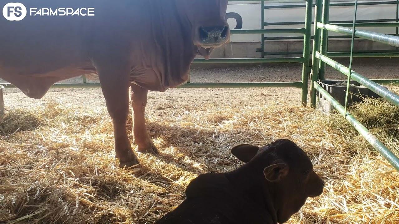 Johan Visser neem ons deur sy diere op die vooraand van die Stockman's Elite veiling
