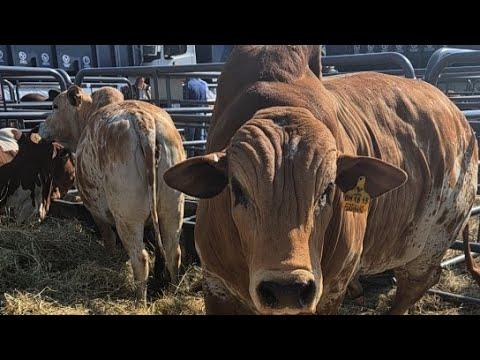 Hurwitz Farming 10th Production Auction