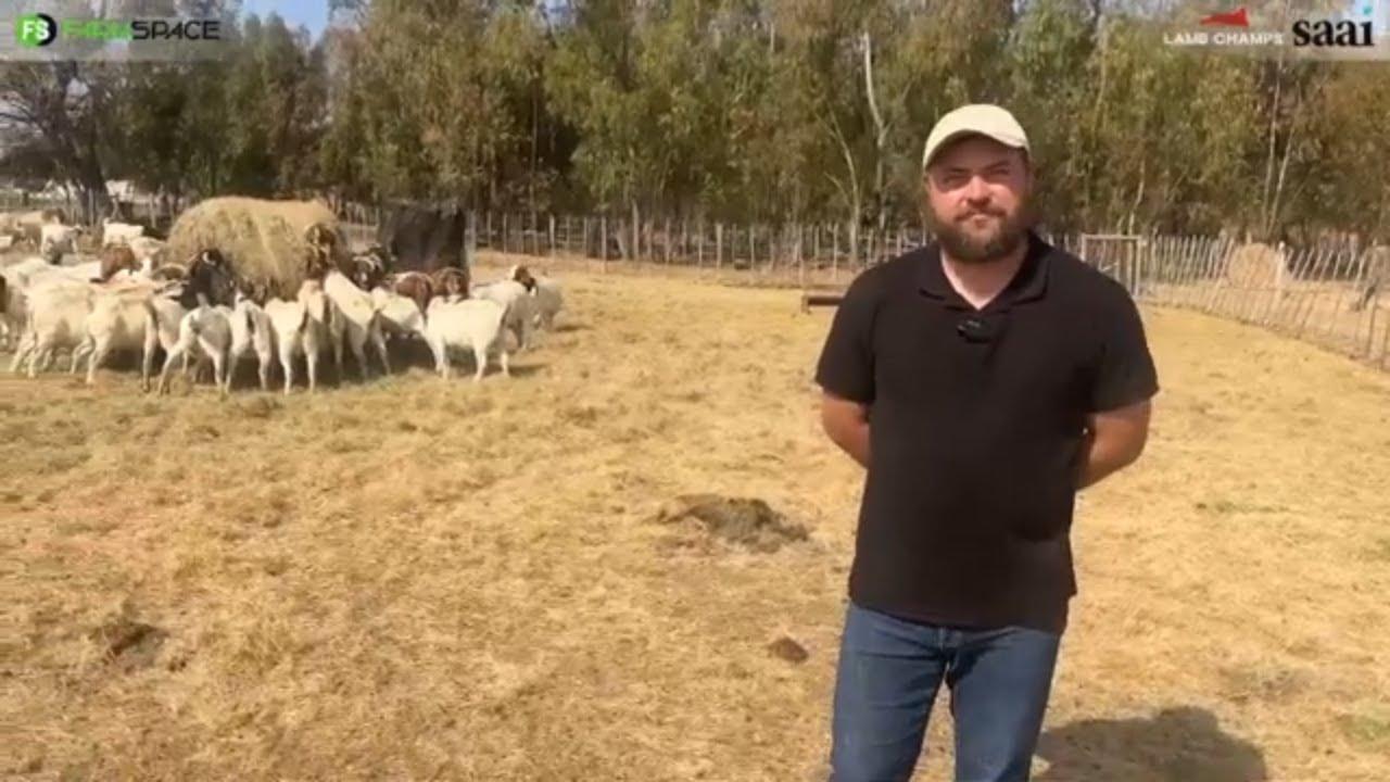 Keith Goosen van CK Livestock vertel ons watter dier hy ingeskryf het vir Lamb Champs 2024.