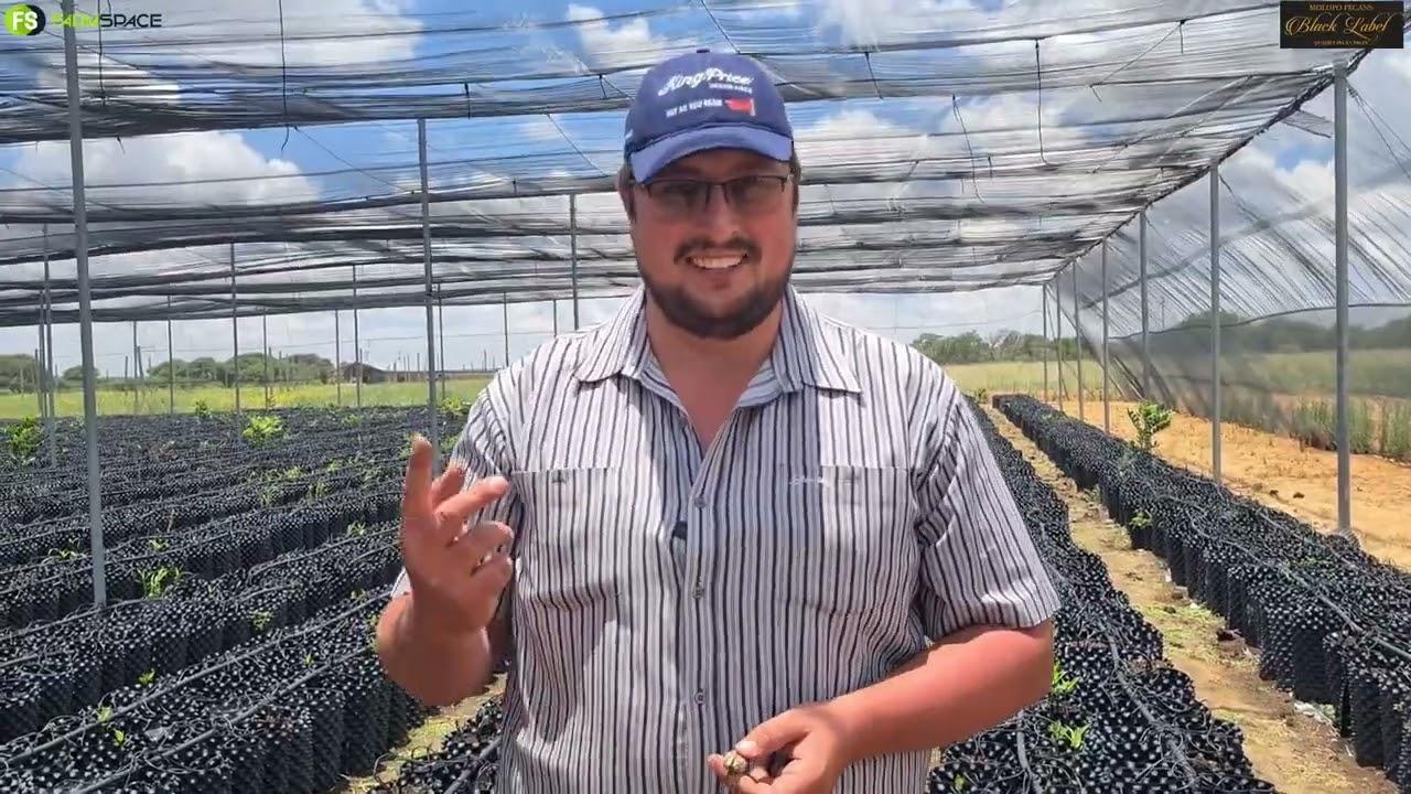 Waar kom 'n pekanneutboom vandaan? Molopo Pecans wys ons.