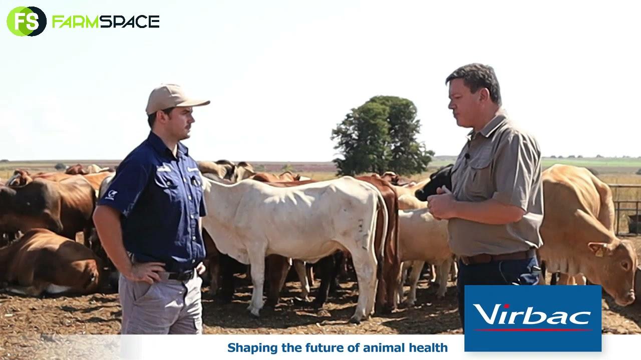 Pierre and Danie from Virbac discuss Strip Grazing.