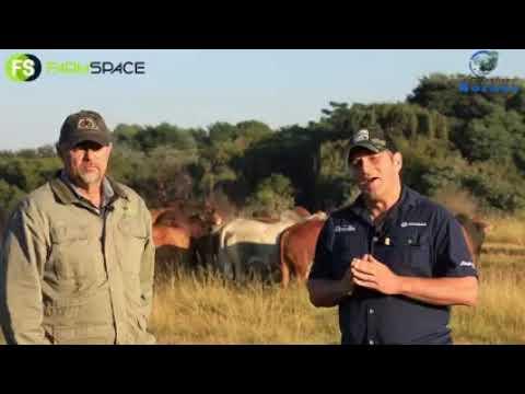 Francois Smit gesels met Tinus oor die Boran, sy passie en sy verstaan van teling met die ras.