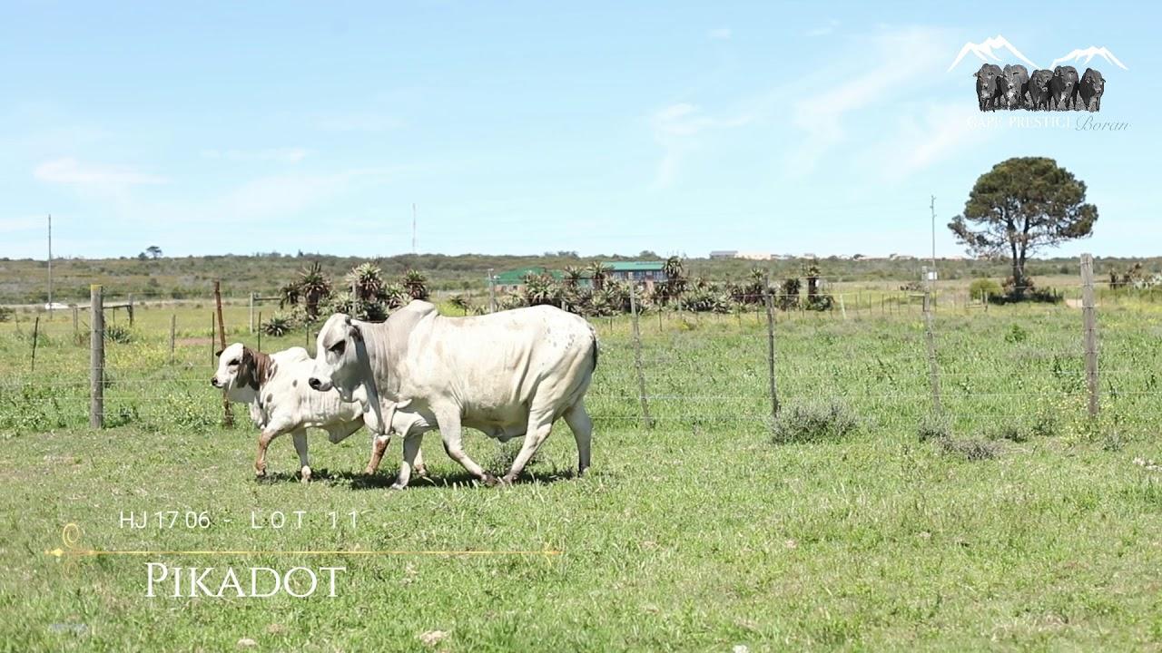 Prestige Boran Auction HJ 17 06 - Pikadot Lot 11