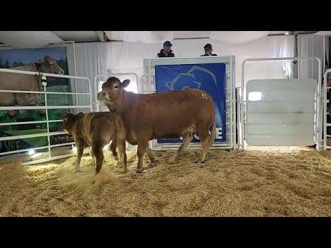 La Rhone Limousins Auction LIVE from Tulbagh