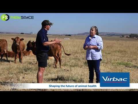 Dayle from Virbac explains why Browse Plus is essential for Strip Grazing