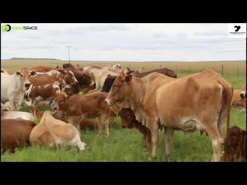 Zippo van die Bloodline Boran stoet vertel ons meer oor die Stockman's Elite veiling op 6 November.