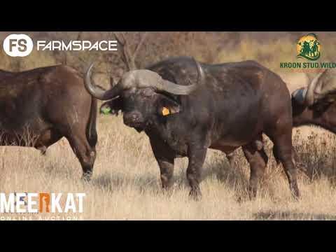 Kroon Stud Wildveiling 11 September - Ons gesels met Pieter Janeke oor die veiling.