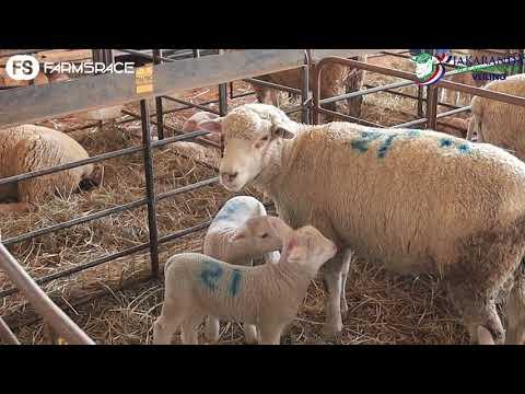 Wat bied Hageland en gasverkopers vir jou aan op die Jakaranda veiling