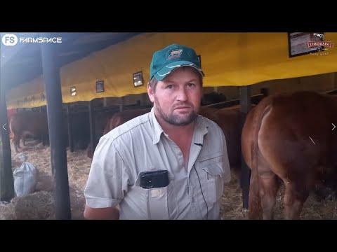 Erpe Jansen van Vuuren, die enigste swart Limousin teler in Suid-Afrika, gesels met Tinus