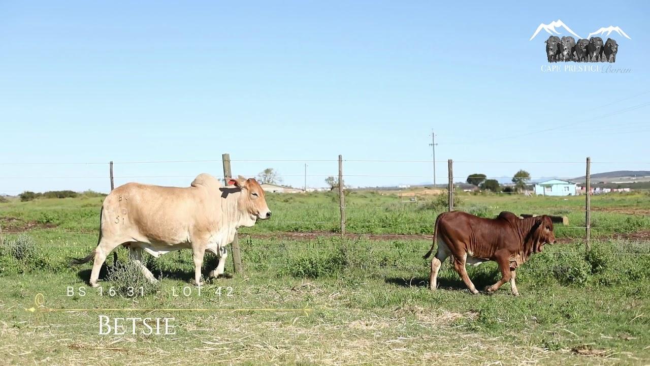 Prestige National Boran Auction Lot 42 - BS 1631 - Betsie