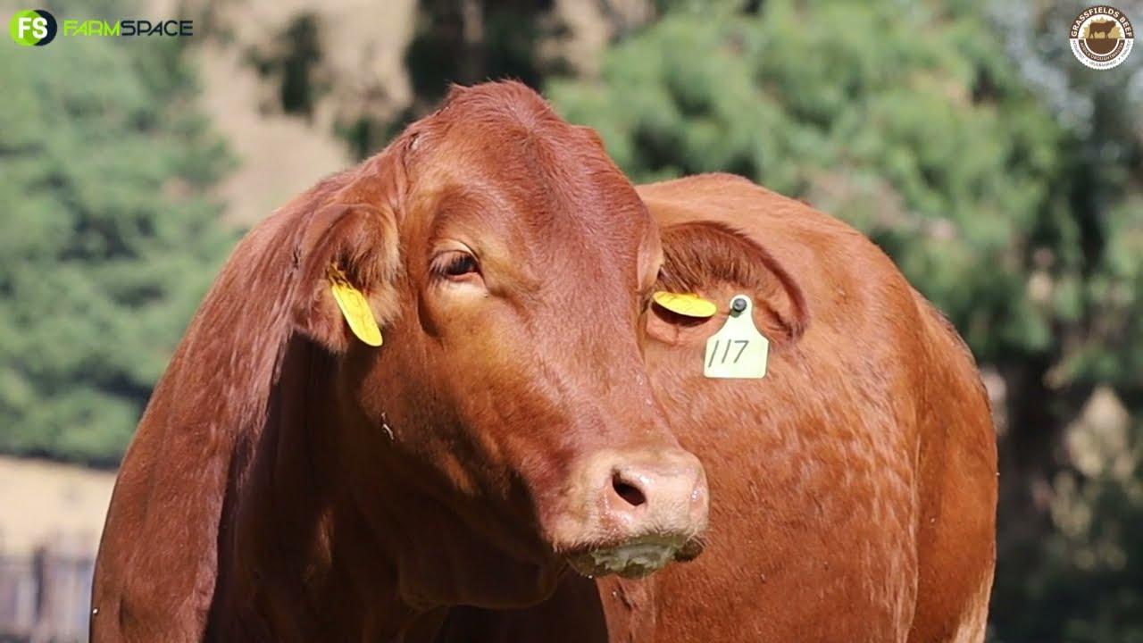 Lot 99 | GRB 19-0269, pregnant and on offer at the Grassfields Beef auction.
