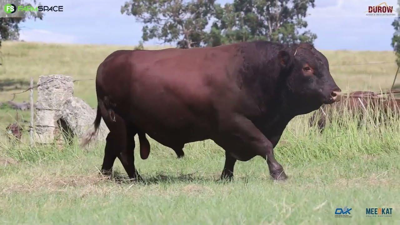 Maak 'n merk in jou dagboek vir Durow Sussex en Droughtmasters se veiling op 21 Augustus 2024