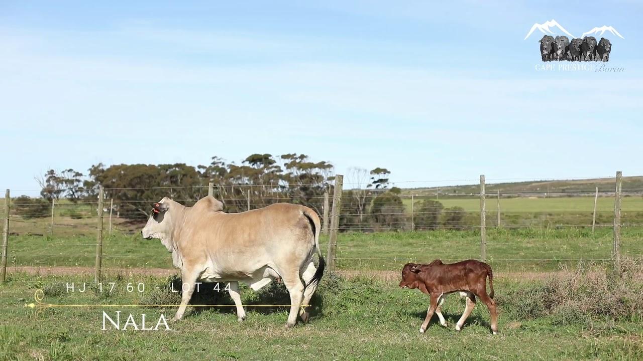 Prestige National Boran Auction Lot 44 - HJ 1760 - Nala