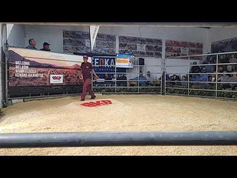 Cape Prestige Boran Auction live from Mossel bay.