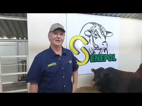 Boetie Hattingh, president van die Senepol Cattle Breeders's Society of South Africa, by NAMPO 2024