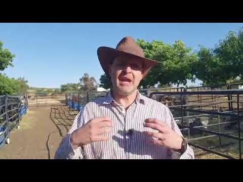 Michiel v Niekerk oor Sentrale Nguni Klub Veiling 2020