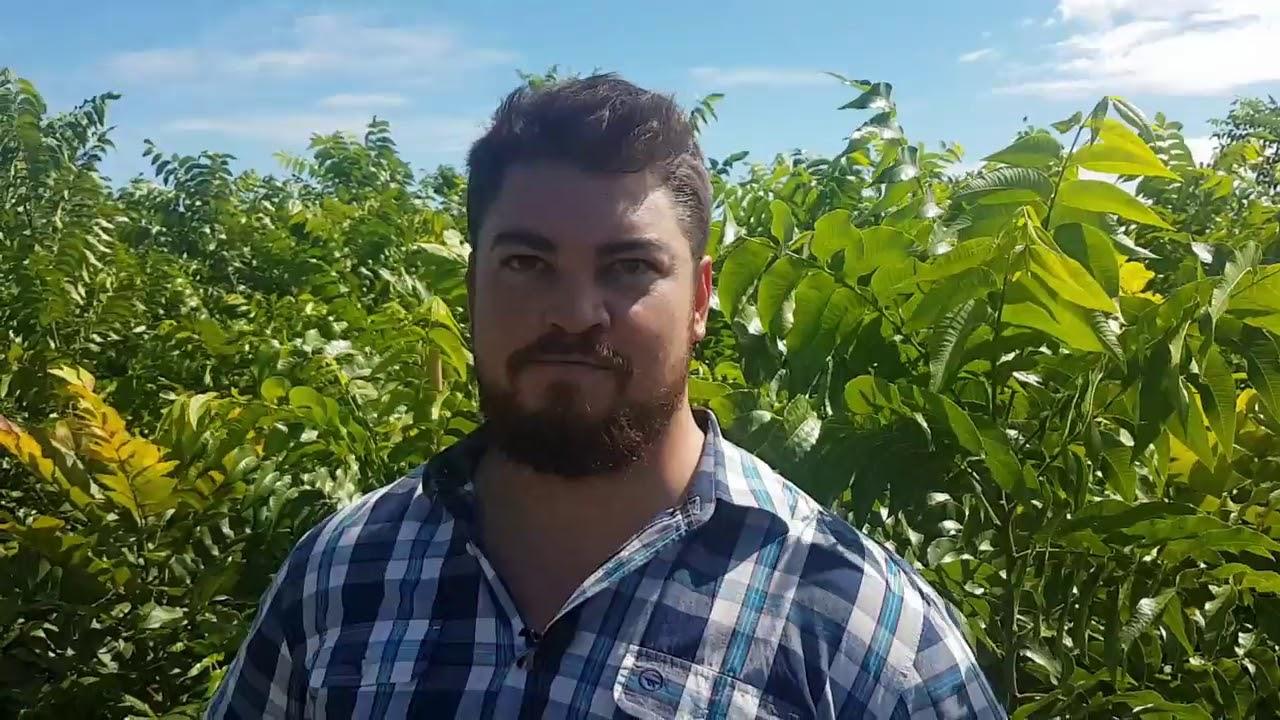 Green grow Pecan: 4 jaar boom