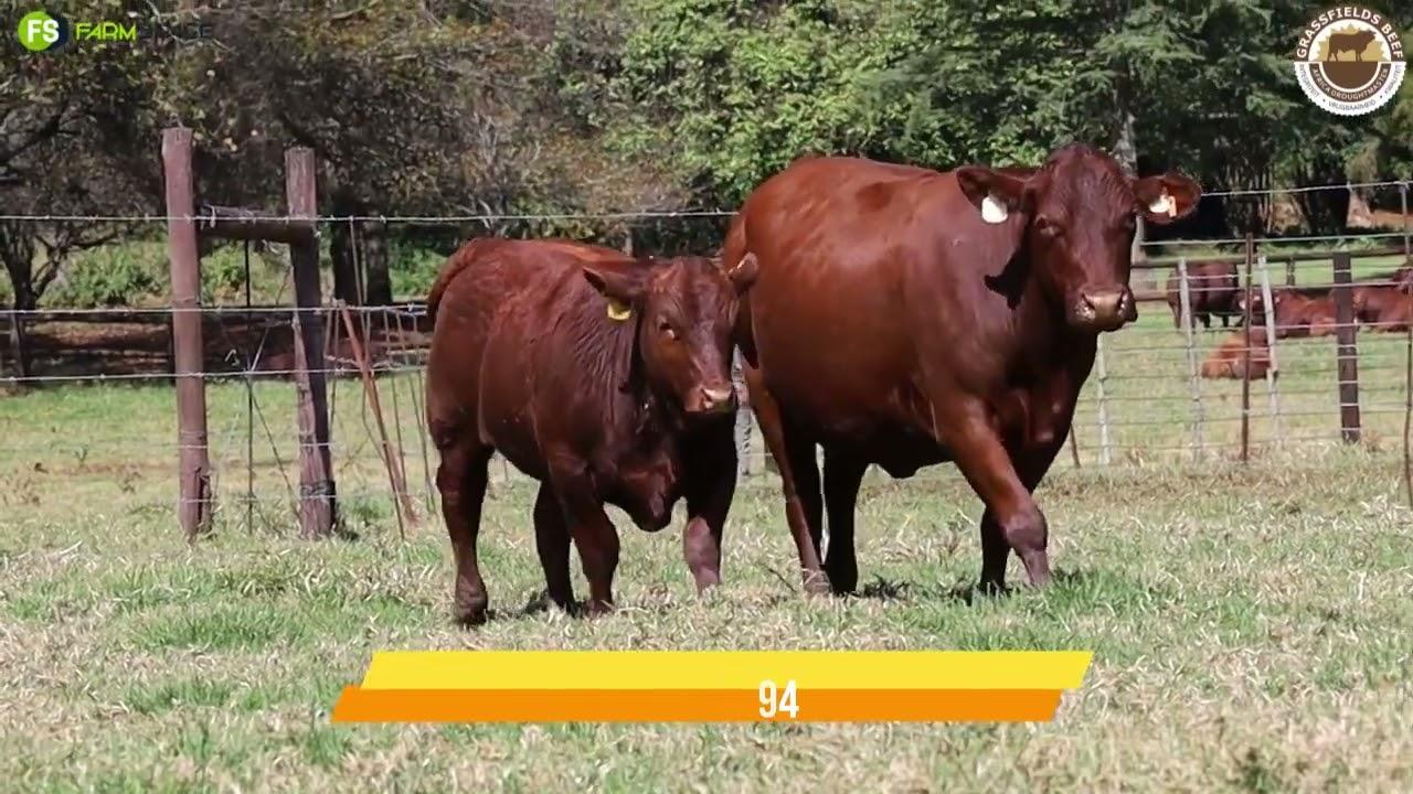 Lot 75 | GRB 15-0294 pregnant, sold with bull calf GRB 22-0301 on the Grassfields Beef auction.